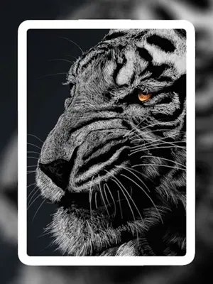 Lion Wallpapers android App screenshot 2