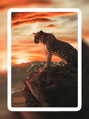 Lion Wallpapers android App screenshot 6