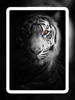 Lion Wallpapers android App screenshot 8